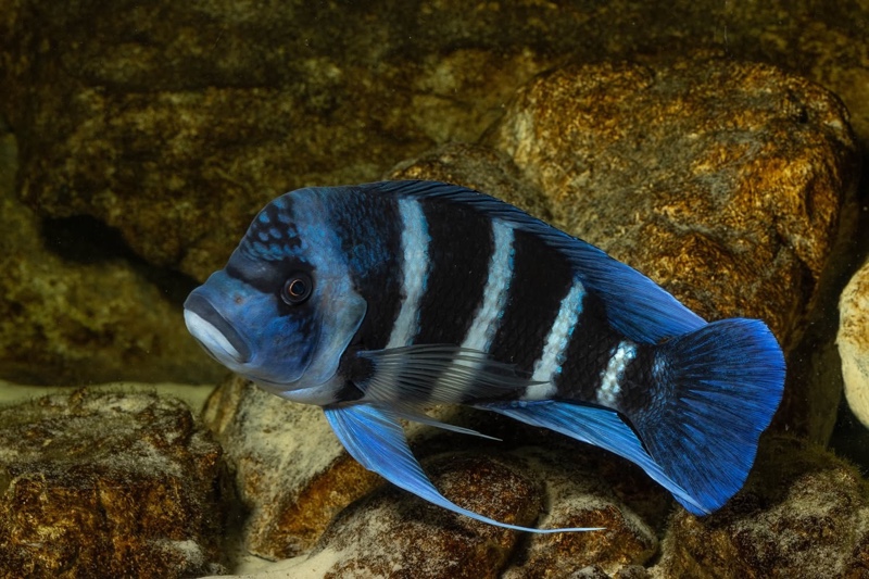 Cyphotilapia gibberosa 'Mtoto' (Moba)